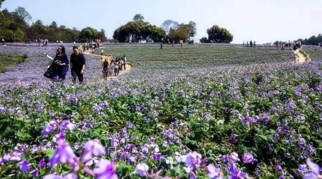 四川的5月，即将被这10片花海秘境包围，赶紧收藏！