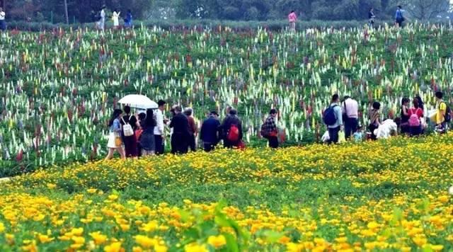 四川的5月，即将被这10片花海秘境包围，赶紧收藏！