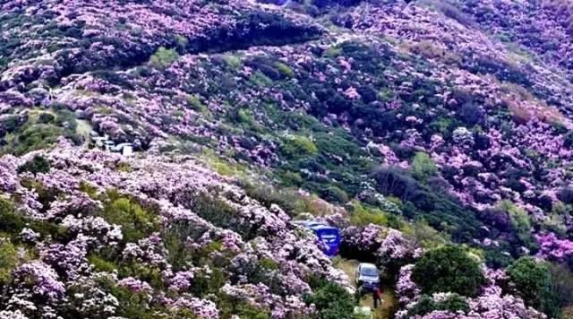 四川的5月，即将被这10片花海秘境包围，赶紧收藏！