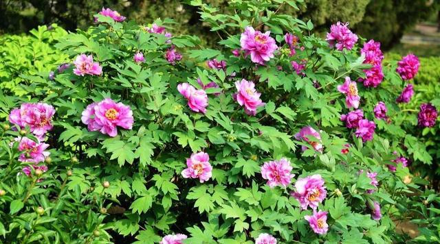 2018春暖花开，郑州近郊3至5月赏花最佳的几个地方，你去过哪个？