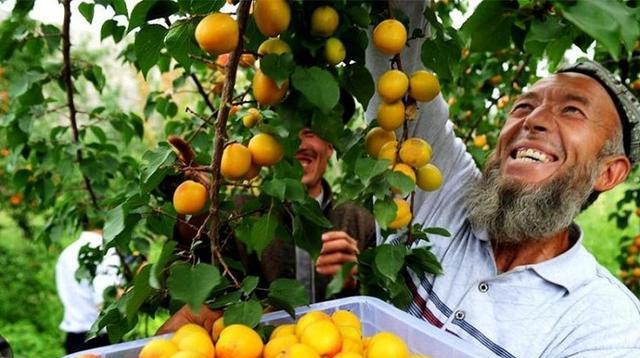 西域美味吊干杏，味美营养高，你吃过吗?