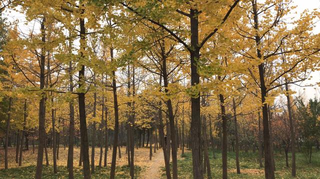 秋天来了,树叶黄了,美丽的杏树林,见证美好的爱