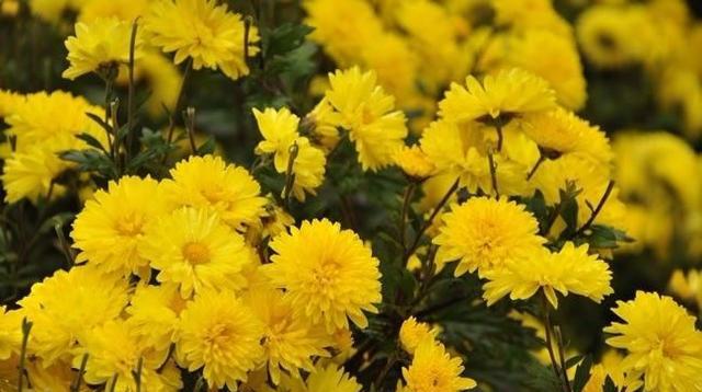 三首隐喻很深的古诗