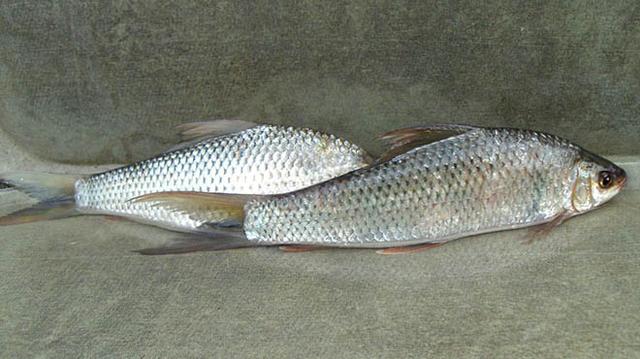 钓友公认最难钓的淡水鱼,你钓上来过吗?