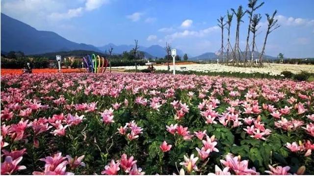 四川的5月，即将被这10片花海秘境包围，赶紧收藏！