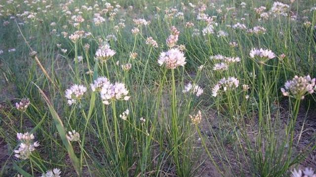 传奇神秘的纯野生香料奇香泽蒙花
