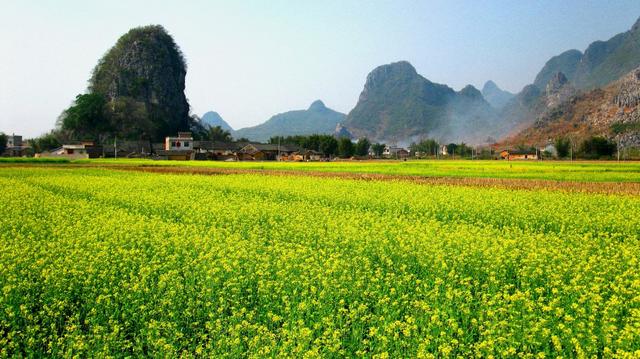 柳州 鹿寨 每年的2月至3月,鹿寨金黄色的油菜花盛开,路过此地,会被