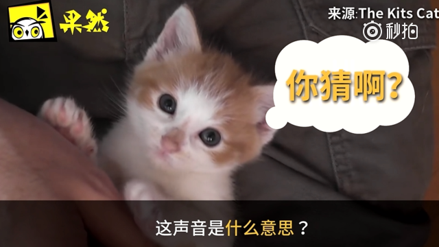 一直“呼噜呼噜”，猫咪是开心还是难过？