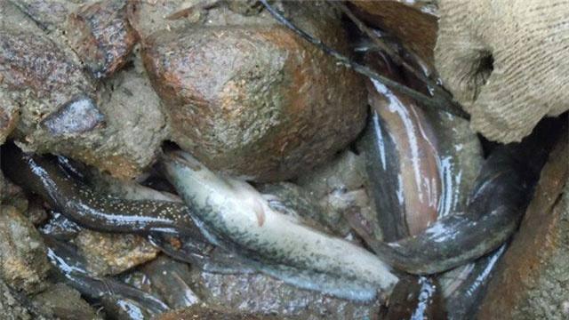 洞中涌出大量伤痕累累的鱼, 疑惑的村民请专家