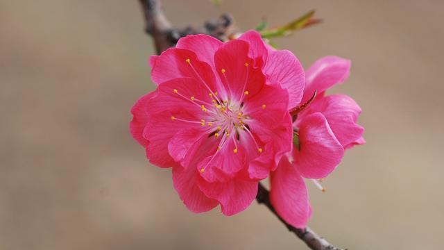 进入2018年,有这三个生肖,他们桃花姻缘来袭,爱神降临,喜事成双,那么