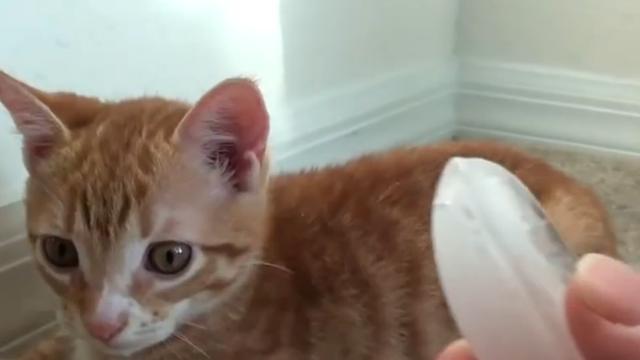 主人扔了一个小冰块给猫咪,结果把橘猫折磨的