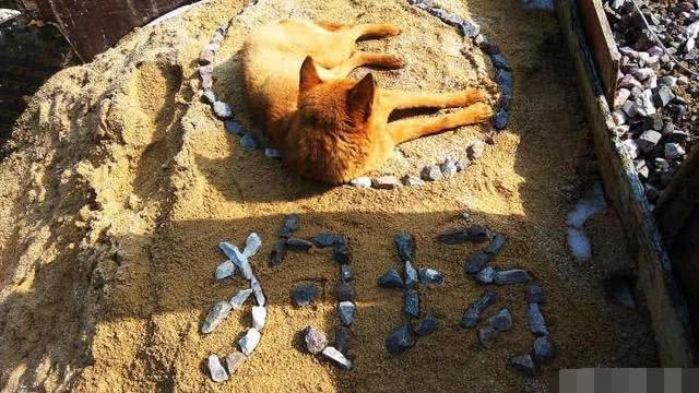 中华田园犬正在农村消亡? 真相是这样的!