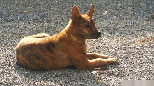 中华田园犬正在农村消亡? 真相是这样的!