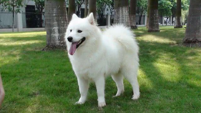 男主不同意养狗, 女主执意要养萨摩耶, 狗狗长大