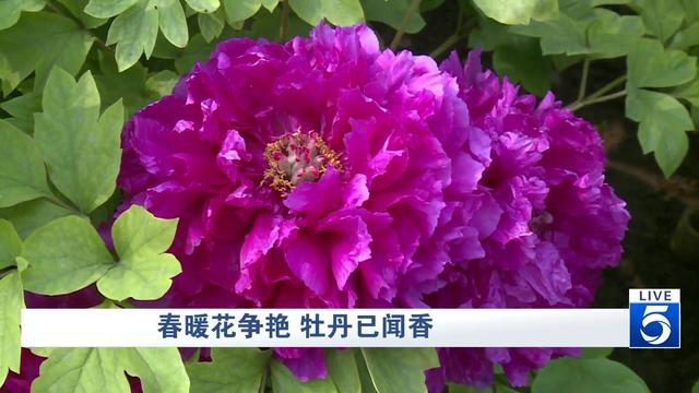 3月去哪里赏花？峨眉山月南花乡花海等你