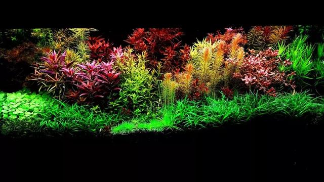 家居水景丨荷兰草缸到底有多美?这缸菜园子简直颠覆了我的想象