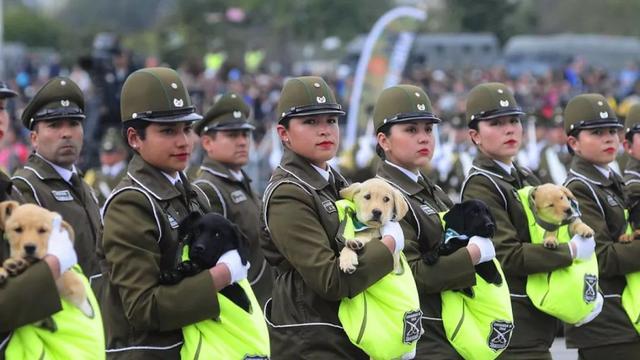 智利阅兵出现神奇方阵,女兵一人一只小奶狗