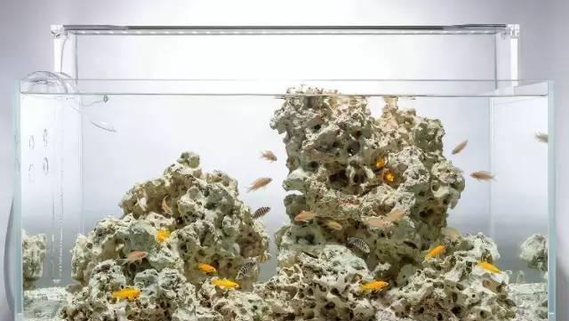 水族 | 不用专业设备也可玩的造景，原生缸造景!