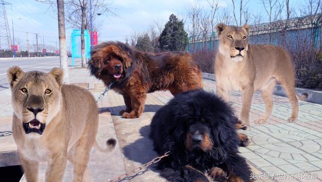 不考虑地理位置的情况下,藏獒单挑能打赢普通