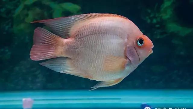 资深玩家聊养鱼:浅谈鹦鹉鱼变白长黑斑和胆小