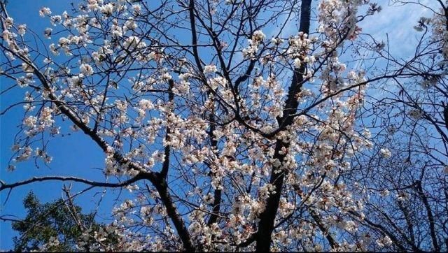 2018最新出炉日本赏樱最佳时间!错过花期要再