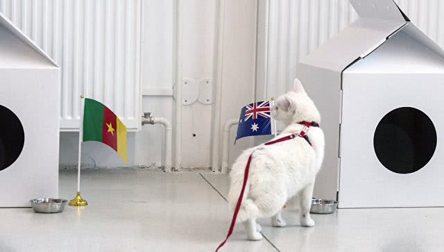 续写章鱼保罗传奇?来自冬宫的阿喀琉斯神算猫