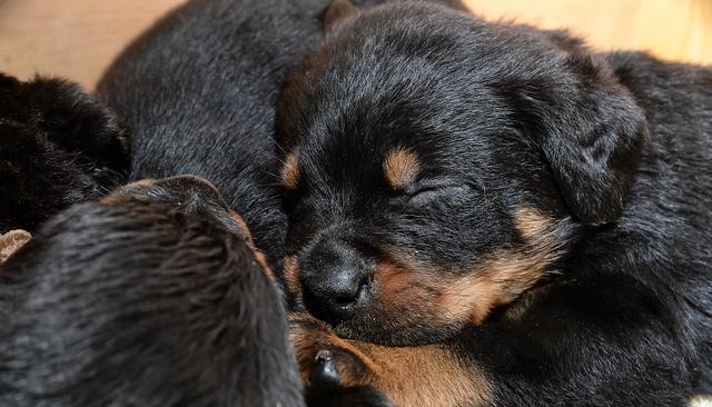 这只罗威纳犬妈妈好厉害 一窝生出15个小幼崽