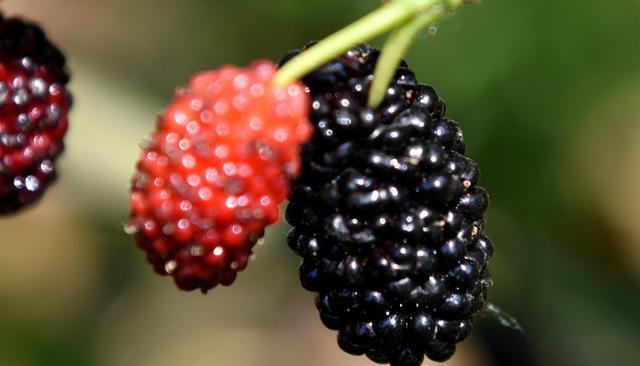 上火了怎么办?火气大吃什么降火效果好