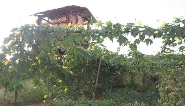 中国维和部队在非洲开荒种菜,大获丰收,有人羡