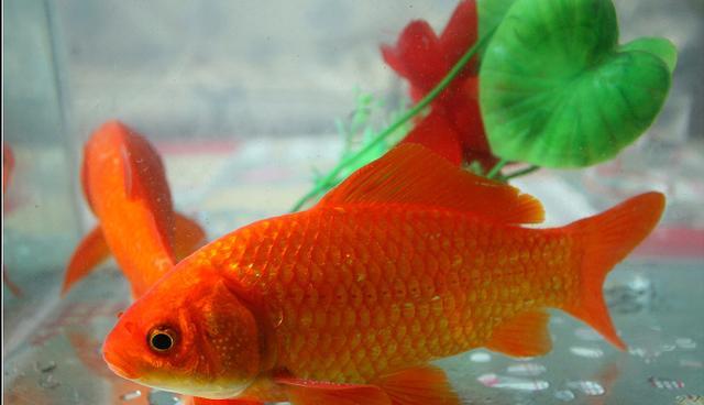 冬天养些什么鱼比较省心?