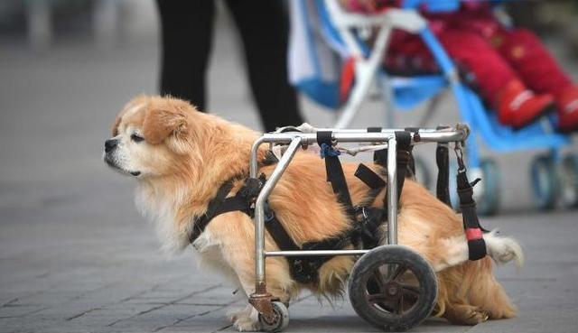 残疾狗狗顽强生活,主人始终不离不弃!