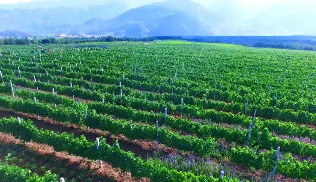 这种产自香格里拉的冰葡萄酒味道太美,年产值