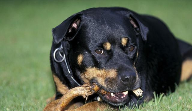 世界名犬罗威纳犬rottweiler