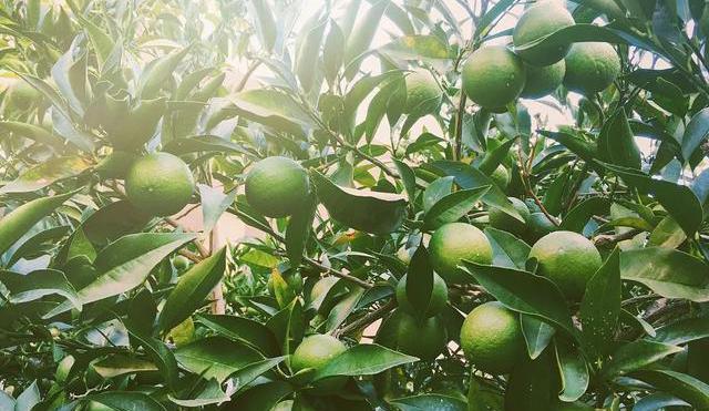 脐橙、红玉血橙…中国到底哪里的橙子最好吃?