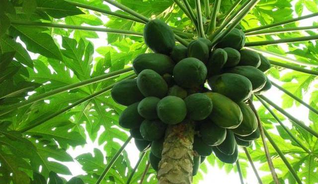 中药木瓜和水果木瓜差距竟如此之大,大部分人