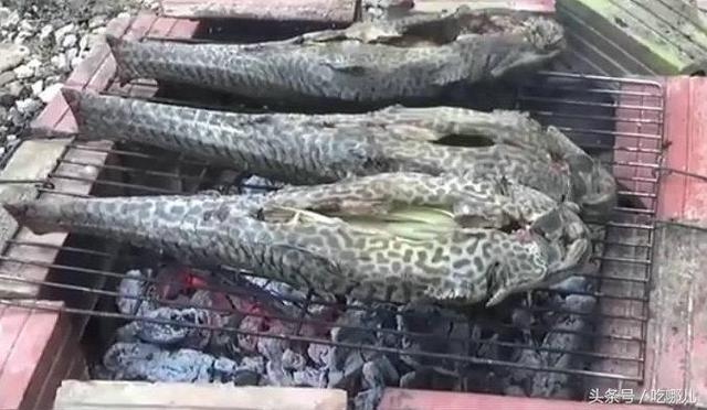 鱼缸里养的清道夫还能吃?烧烤还是红烧都好吃