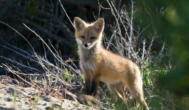 民间故事:狐仙讨封,十年后有好东西相送