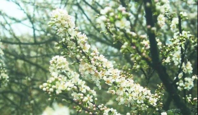 周末带你看周边十大名花, 广东23处赏花游推荐