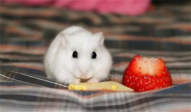 被天敌一口吞，体内游走一圈，从肛门扬长而去的生物！...