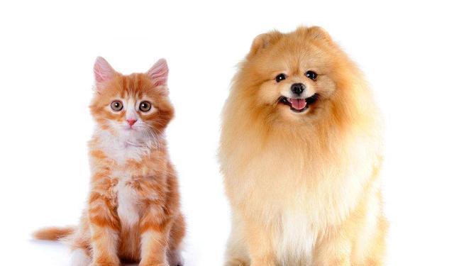 狗狗猫咪爱放屁?宠物肚子胀气的原因有哪些?