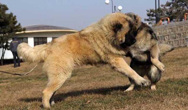 综合分析高加索犬和藏獒高加索犬完胜