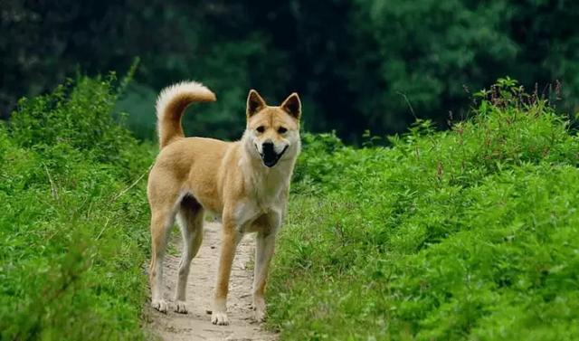 中华田园犬放养都很难生病