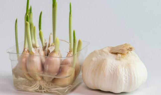 大蒜发了芽能不能吃?医生:完全可以,但是这三