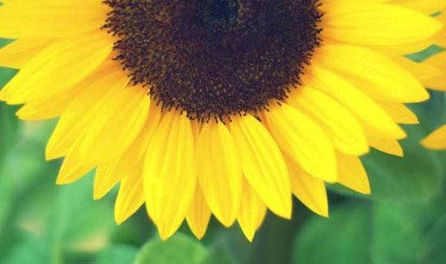 幼儿手工--简简单单的纸杯向日葵