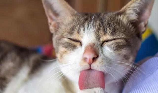 伴随猫咪终生,导致呕吐的毛球问题,及处理方法