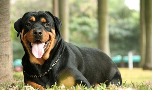 世界名犬——罗威纳犬(rottweiler)