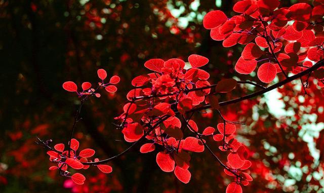 秋天的嵩山不仅有红叶，还有酷炫跑车，一起去少林寺看车展吧！