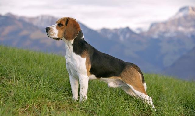 史努比到底是什么狗?让萌犬君告诉你这个世界之谜的答案吧!