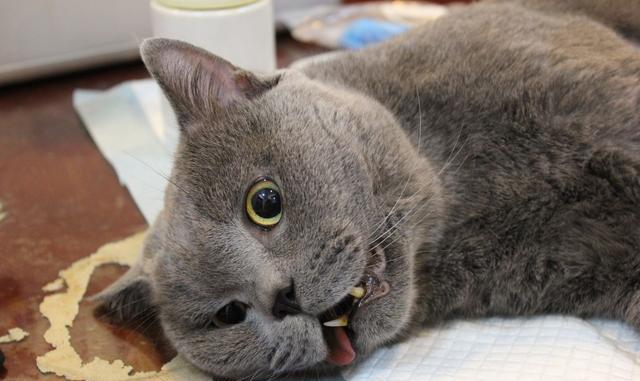 扯蛋记:英短公猫绝育过程及恢复期护理