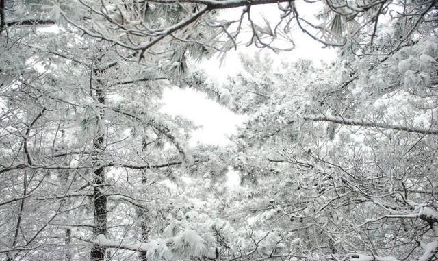 不输西岭峨眉!成都周边8大冷门耍雪地,免费不